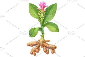 Turmeric stock photos and images 79,222 matches. Turmeric Plant Pencil Illustration Turmeric Plant Plants Pencil Illustration