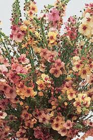 You want a cut flower garden, but unfortunately your yard isn't blessed with a lot of full sun. Pin On Flower Design