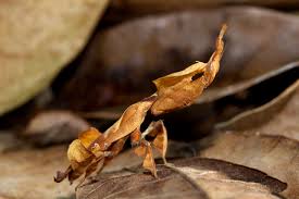 Maybe you would like to learn more about one of these? Animals That Mimic Leaves