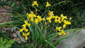 Image result for Moraea