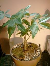 How To Care For Money Trees Money Tree Plant Care Money Tree Plant Plant Care Houseplant