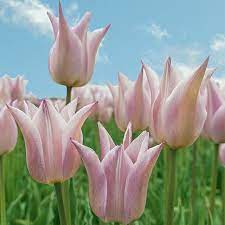 Lily Flowering Tulip Silver Ballade Tulipa K Van Bourgondien Tulips Tulip Bulbs Bulb Flowers