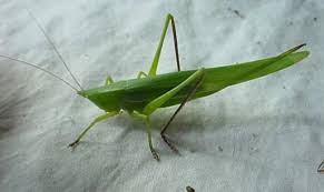 Image result for Ruspolia australis