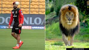 While some sympathised with the team and agreed that it was a difficult pitch to. Rcb Brutally Trolled By South Rivals Csk For Tweet Featuring Virat Kohli And Lion Together