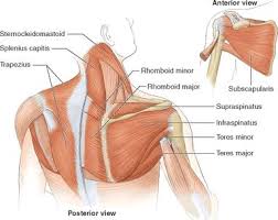 The cavities, or spaces, of the body contain the internal organs, or viscera.the two main cavities are called the ventral and dorsal cavities. Https Www Rulit Me Books Swimming Anatomy Read 272756 9 Html