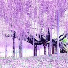 wisteria hysteria 3 japanese wisteria flower designs can be found on many kimono since ancient time spring wallpaper beautiful flowers beautiful wallpapers