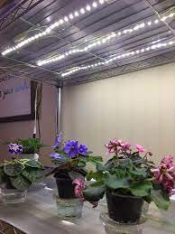 If your violet collection is increasing and you are short of space within your natural light area, then artificial lighting may be a solution. How To Grow Plants With Led Lights African Violet Light Stand