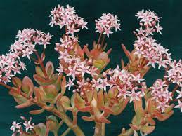 Crassula Ovata Pink Beauty Pink Jade Plant World Of Succulents Plants With Pink Flowers Jade Plants Crassula Ovata