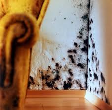 Es ist ärgerlich und der gesundheit abträglich, wenn in den eigenen vier wänden schimmelsporen sichtbar werden. Mykotoxine Versteckter Schimmelpilz Kann Bewohner Krank Machen Welt