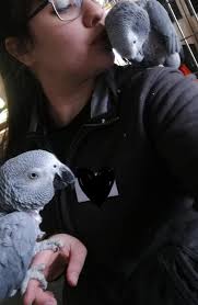 This question is going to be two-fold for a recent but constant advert I  keep getting in my social media feed. Firstly, why would a chicken or  parrot need a helmet? I