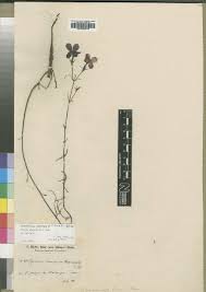 Image result for Cycnium jamesii