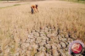 Seperti yang kita tahu, daripada struktur muka bumi yang semulajadi untuk dimajukan untuk pelbagai tujuan aktiviti ekonomi. Mengatasi Kekeringan Dengan Upaya Terstruktur Antara News