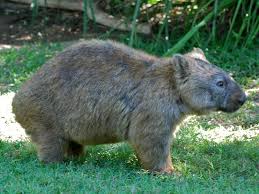 Image result for Common wombat