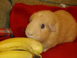 Maybe you would like to learn more about one of these? What Can Guinea Pigs Eat Grapes Apples Bananas Strawberries Oranges Blueberries Raspberries Kiwi Cranberries Melon