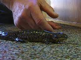 Maybe you would like to learn more about one of these? Best Pet Shops For Reptile Owners In Minnesota Wcco Cbs Minnesota