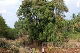 Image result for Crudia