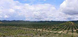 The area utilised for oil palm plantations in malaysia has. Young Oil Palm Plantation In Sarawak Malaysia C Noboru Ishikawa 2007 Download Scientific Diagram