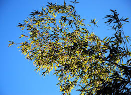 Image result for Justicia phyllostachys