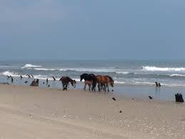 550 x 312 jpeg 25 кб. Bob S Wild Horse Tours Corolla Nc