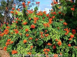 It has large orange flowers that grow in clusters at the tips of branches, and effectively attract hummingbirds. Cape Honeysuckle