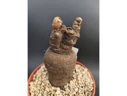 Image result for Monadenium fwambense