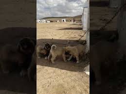 Pin On Kangal Enikleri Www Kangalyavrusu Net