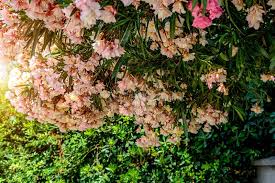 Image result for Oleandra