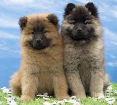 My eurasiers are in the group photo above. Eurasier Puppies Photograph By Jean Michel Labat
