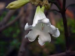 Image result for Beaumontia