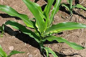 Image result for Zinc Deficiency