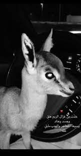 pin by lastgrape on quotes funny arabic quotes funny arabic words quotes