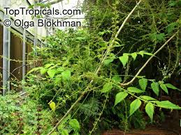 Image result for Brucea