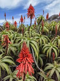 Image result for Aloe arborescens
