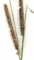 Image result for Anthephora pubescens