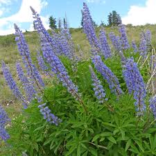 Image result for Lupinus mexicanus