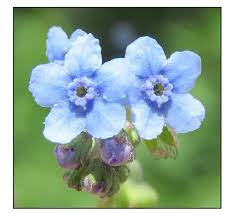 Image result for Cynoglossum coeruleum