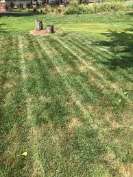 We use a third party application called citizen access to receive complaints about tall grass and trash in yards. Summer Lawn Woes Reasons Why Tall Fescue Grass Declines At This Time Of Year Maryland Grows