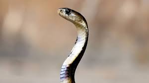 They are found in forests, deserts, swamps and some snakes, like the cottonmouth water moccasin of north america live in water part of the time. Bizarre Up Teen Claims Same Snake Bit Him 8 Times In One Month India News India Tv