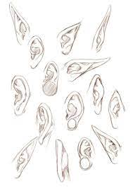 Elf Ear Drawing Reference and Sketches for Artists
