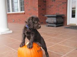 Boykin spaniel greenville, bo is a registered boykin spaniel puppy. 7 Month Old Bss Registered Boykin Spaniel For Sale In Clemson South Carolina Classified Americanlisted Com