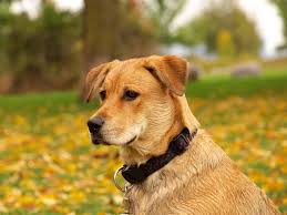 Lancaster puppies advertises puppies for sale in pa, as well as ohio, indiana, new york and other states. Rottweiler Boxer Mix The Boxweiler Breed Guide