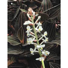 Selling quality orchids since 1947. Black Jewel Orchid Ludisia Discolor