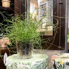 De Juncus Liebeslocken Planten Groen Yellow