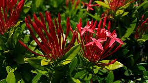 Image result for Ixora praetermissa