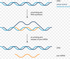 We did not find results for: Transkription Dna Kodierende Strang Nukleinsaure Rna Andere Png Herunterladen 1311 1080 Kostenlos Transparent Text Png Herunterladen
