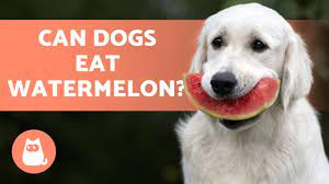 Home dog food can dogs eat watermelons? Can Dogs Eat Watermelon We Explain All Youtube