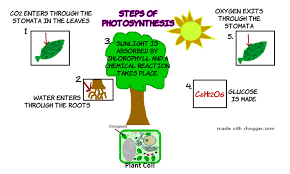 Photosynthesis Flow Chart Ms Baydouns Wildcat Laboratory