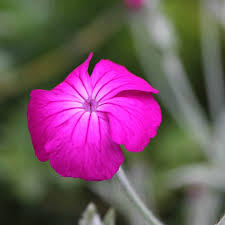 Sie stellen nur geringe ansprüche an den boden. Stauden Stade Versand Shop Lychnis Coronaria Atrosanguinea Kronen Lichtnelke Vixier Nelke Hier Bestellen