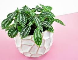 Growing houseplants that are safe for pets. Nontoxic Pet Cat Dog Safe Houseplants Plants Dreamalittlebigger Aluminum Plant Watermelon Pilea Cadierei Dream A Little Bigger