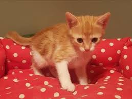 Yavru Sarman Kedi Sahiplendirme 10 Kedi Sahiplendirme Ucretsiz Kedi Sahiplendirme